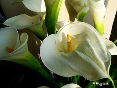 马蹄莲象征着什么？马蹄莲象征纯洁