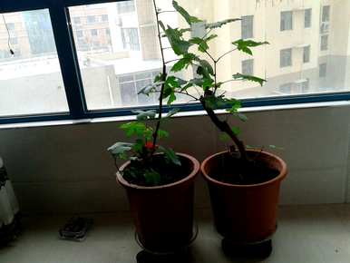 盆栽葡萄专用土，盆栽葡萄怎么养？