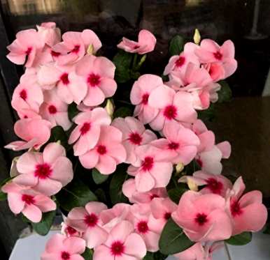 长春花怎么养爆盆？长春花喜阴还是喜阳？