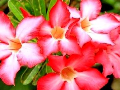 沙漠玫瑰不开花怎么办？沙漠玫瑰几月份开花？