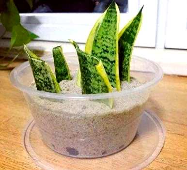 如何扦插虎皮兰白玉虎皮兰？