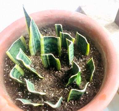 如何扦插虎皮兰白玉虎皮兰？