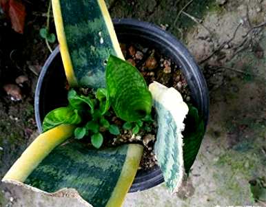 如何扦插虎皮兰白玉虎皮兰？
