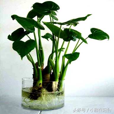 滴水观音能水养殖吗？滴水观音能水养殖吗？