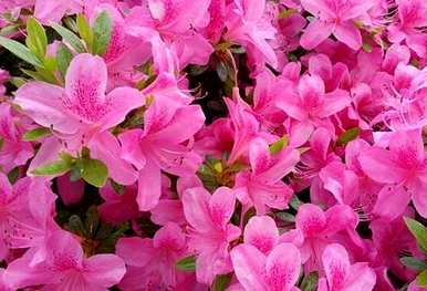 什么是干杜鹃花语，什么是杜鹃花语？