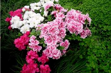 什么是干杜鹃花语，什么是杜鹃花语？