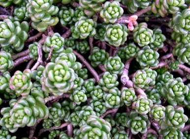如何养护玉米石多肉植物，如何养护玉米石多肉植物