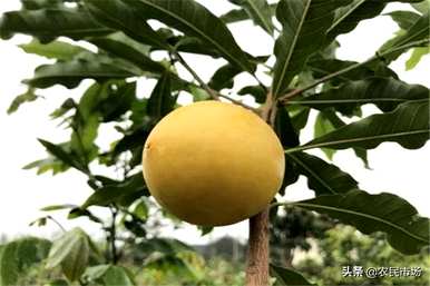 年宵花黄金果的保养时间有多长，如何保养黄金果