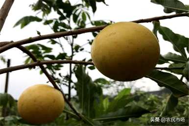 年宵花黄金果的保养时间有多长，如何保养黄金果