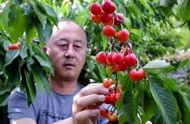 如何修剪盆栽樱桃树？
