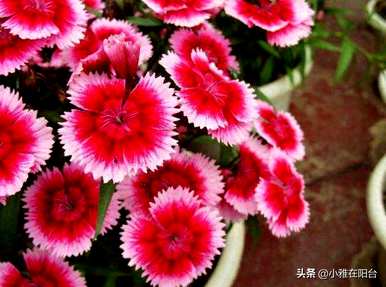 如何种植石竹花，美国石竹花的种植方法