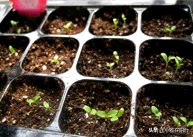 如何种植石竹花，美国石竹花的种植方法