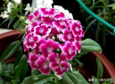 如何种植石竹花，美国石竹花的种植方法