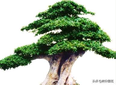 什么土适合白蜡盆景？如何搭配节白蜡盆土？