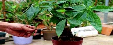 如何种植发财树才能长得好，发财树根如何种植新芽？