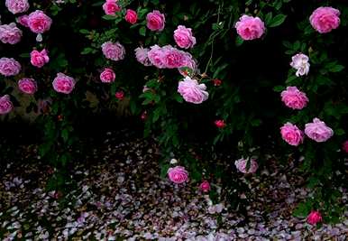 玫瑰花语代表什么意思？玫瑰花语代表什么？