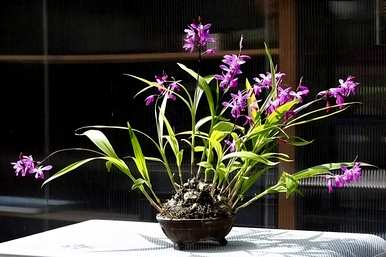 什么季节种植白芨最好？什么季节种植白芨最好？