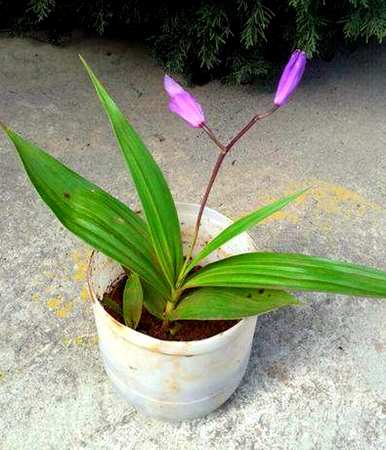 什么季节种植白芨最好？什么季节种植白芨最好？