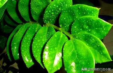 金钱树植物长得不旺盛，金钱树怎样养才能旺盛？