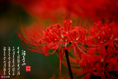 如何在家里种植彼岸花，如何种植彼岸花