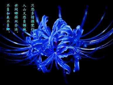 如何在家里种植彼岸花，如何种植彼岸花