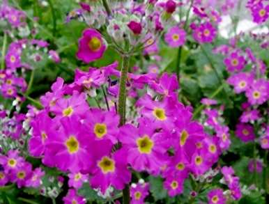 樱花草花语和养殖方法，樱花草花语是什么？