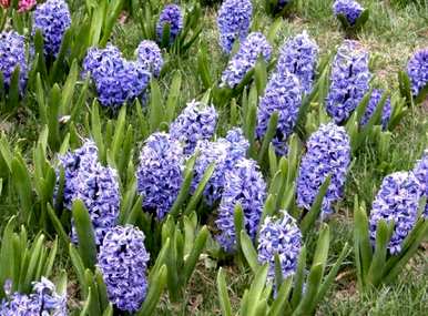 风信子花语是什么意思，风信子花语是什么？