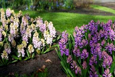 风信子花语是什么意思，风信子花语是什么？