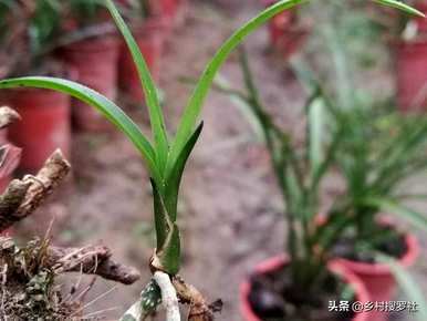 野生兰花种什么土最好，野生兰花种什么土