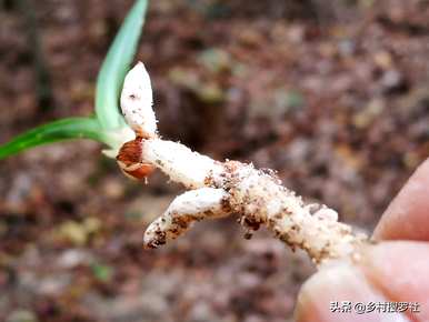 野生兰花种什么土最好，野生兰花种什么土