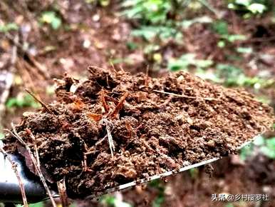 野生兰花种什么土最好，野生兰花种什么土