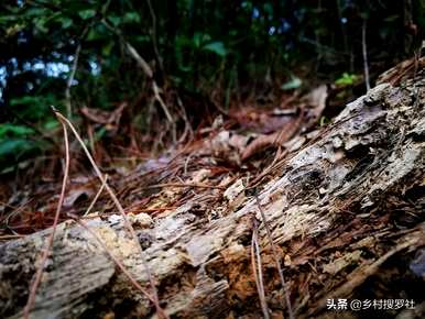 野生兰花种什么土最好，野生兰花种什么土