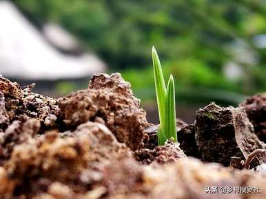 野生兰花种什么土最好，野生兰花种什么土