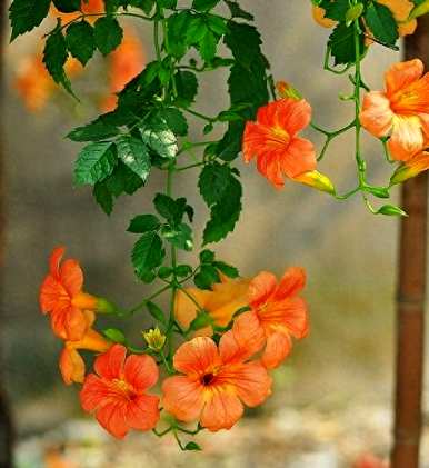 凌霄花怎么养才能养好，凌霄花在院子里养的方向