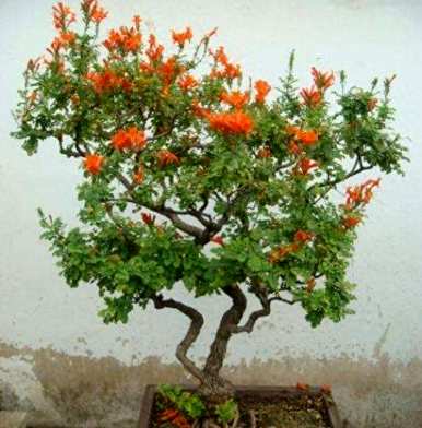凌霄花怎么养才能养好，凌霄花在院子里养的方向