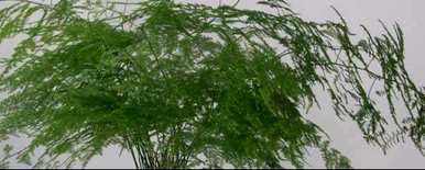 怎样栽培文竹？若