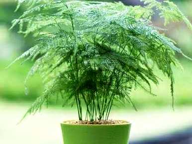 怎样栽培文竹？若