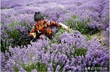薰衣草如何种植，薰衣草种植土壤