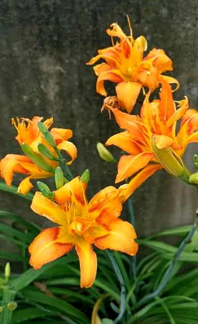 哪些花适合庭院种植，哪些花适合北方种植？