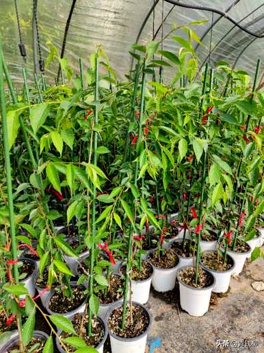 如何种植樱花树种子，山上有樱花树种子