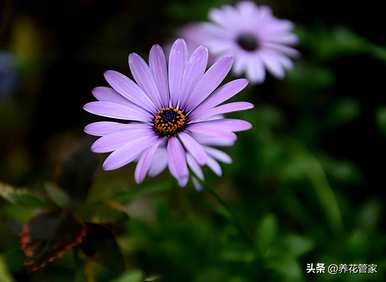 雏菊适合送给谁，白雏菊是送给死者的吗？