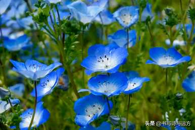 粉蝶花的花语是什么？佛山小粉蝶蝴蝶兰花语