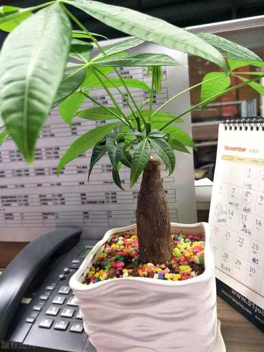如何处理幸运树树桩，如何培育幸运树