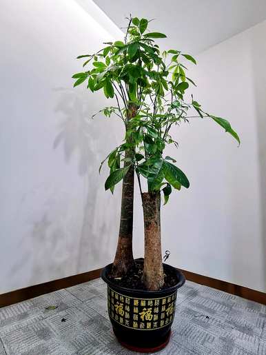 如何处理幸运树树桩，如何培育幸运树