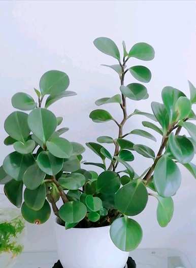 豆瓣绿水能浇多少水？豆瓣绿多久浇一次水？