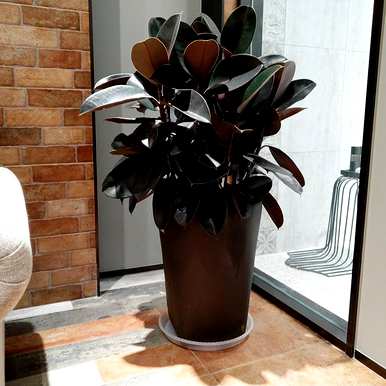 木本植物有哪些花，木本植物有哪些花？