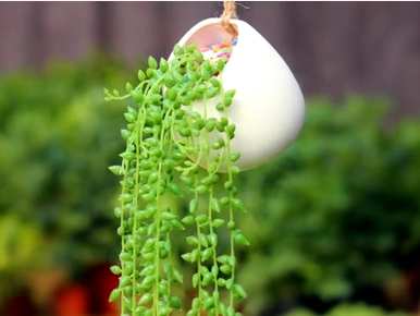 佛珠是多肉植物吗？如何饲养佛珠多肉植物？