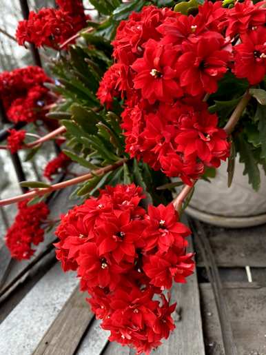 冬天种什么花最好，冬天种什么花？