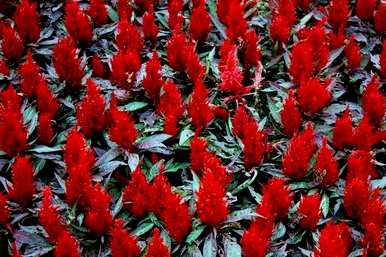 如何收集鸡冠花种子，如何种植鸡冠花种子