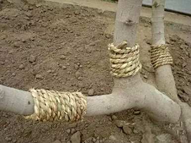 如何修剪无花果的功效和作用？